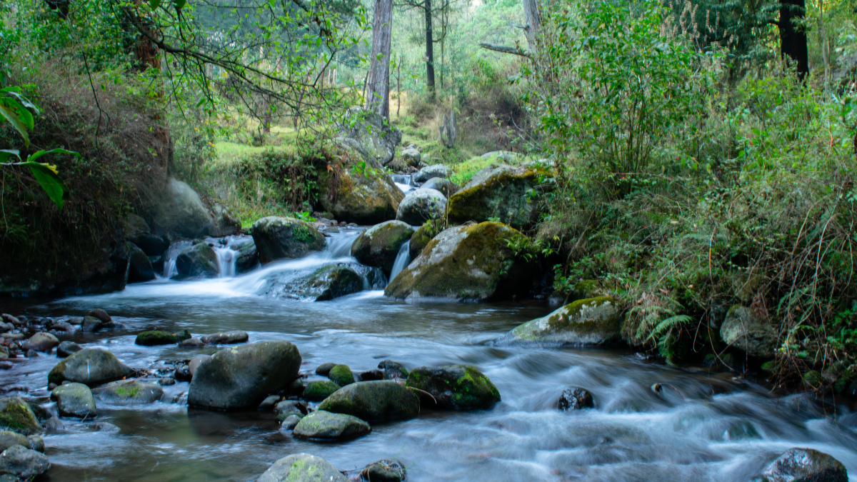 Cauce del río Magdalena entre rocas y vegetación del bosque, con agua fluyendo a cielo abierto en el sur de la Ciudad de México.